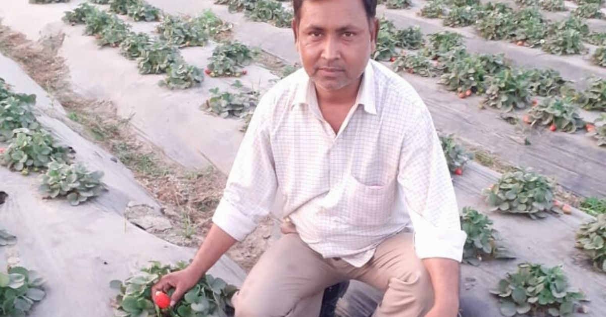 UP Farmer Grows Strawberries in Half Acre Land, Earns Rs 1.5 Lakh Profit