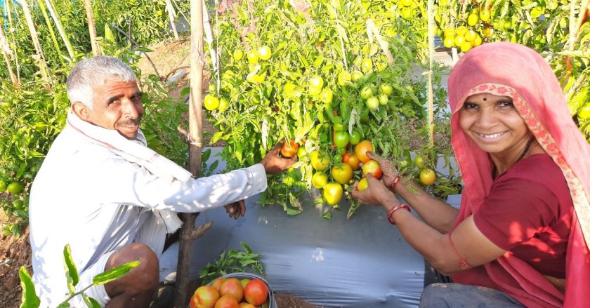 Organic, Scientific Farming Helps Rajasthan Farmer Earn Rs 4 Lakh/Year, Save 70% Water
