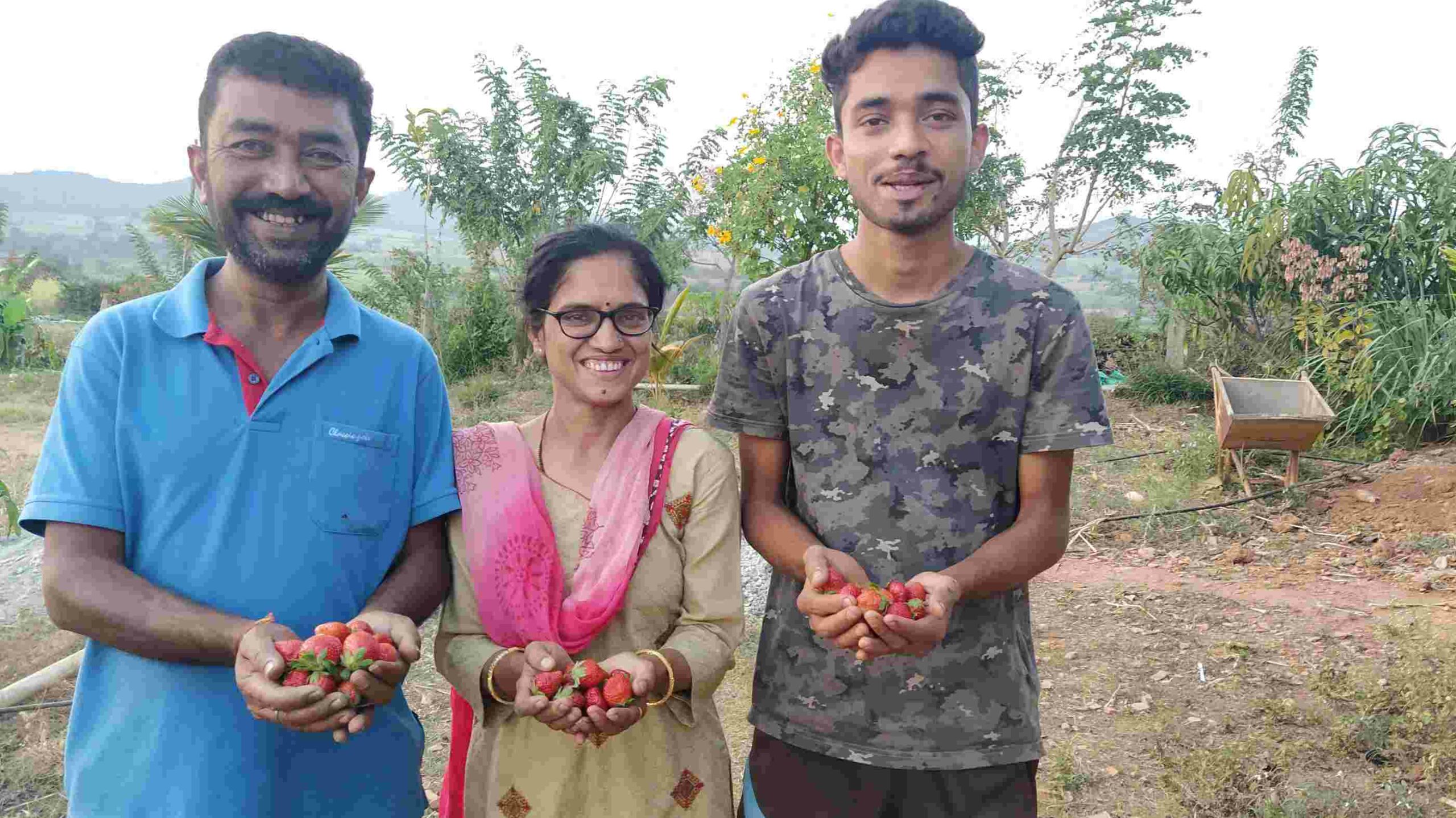 strawberry farming