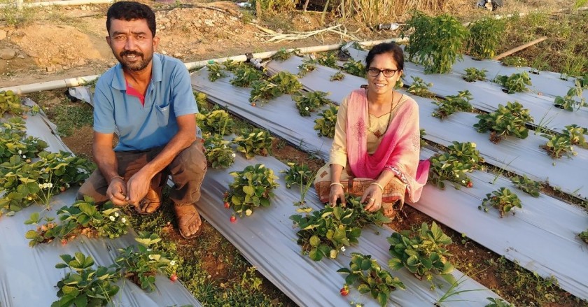 Karnataka Farmers Experiment With Growing Strawberries, Reap Up To 700 Kgs Per Month