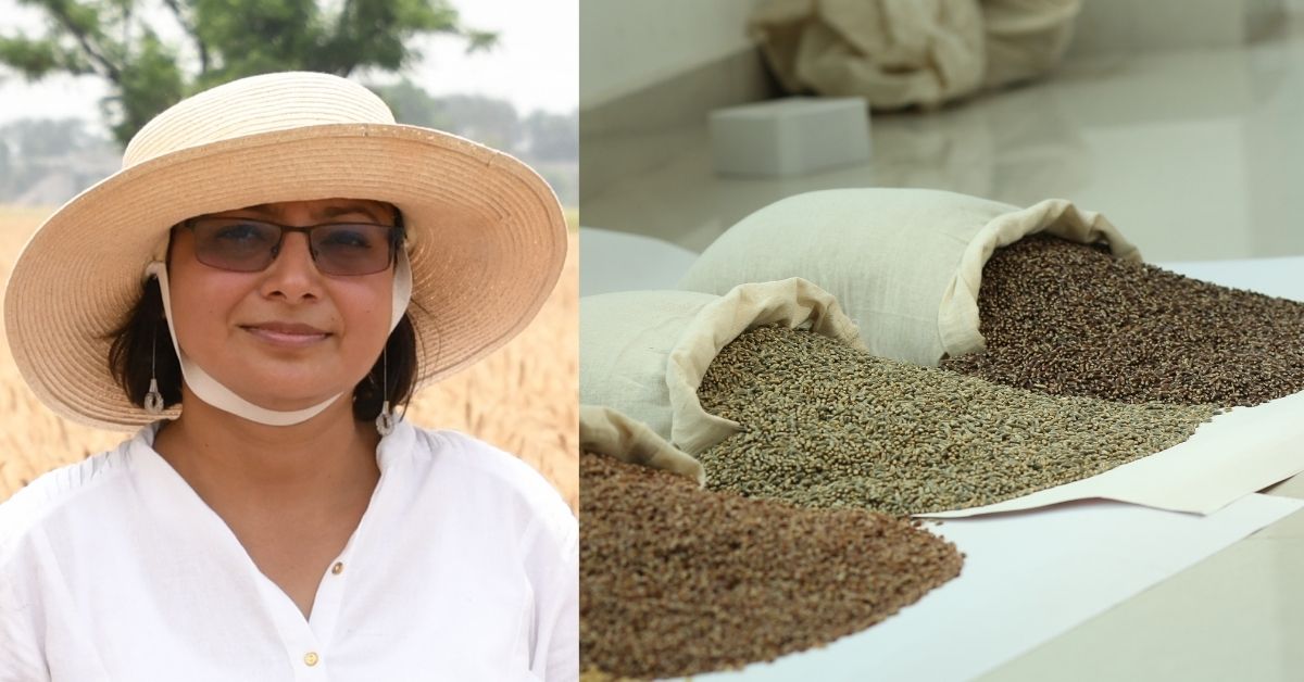 scientist develops purple and black wheat