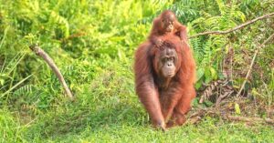 How Is the Safety of Orangutans and Rhinos Connected To Your Shopping Choices?