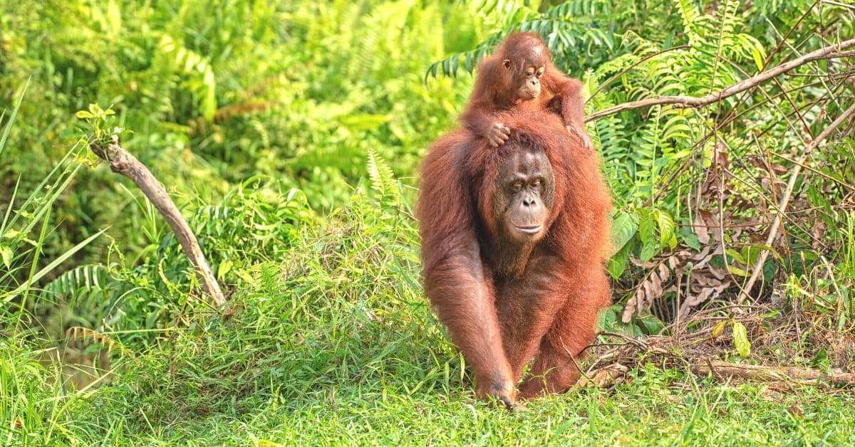 How Is the Safety of Orangutans and Rhinos Connected To Your Shopping Choices?
