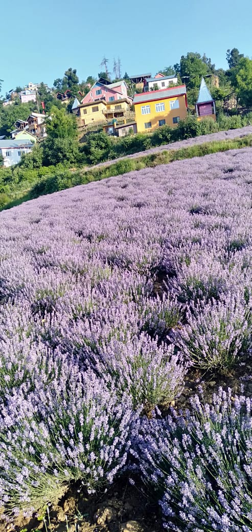 lavender