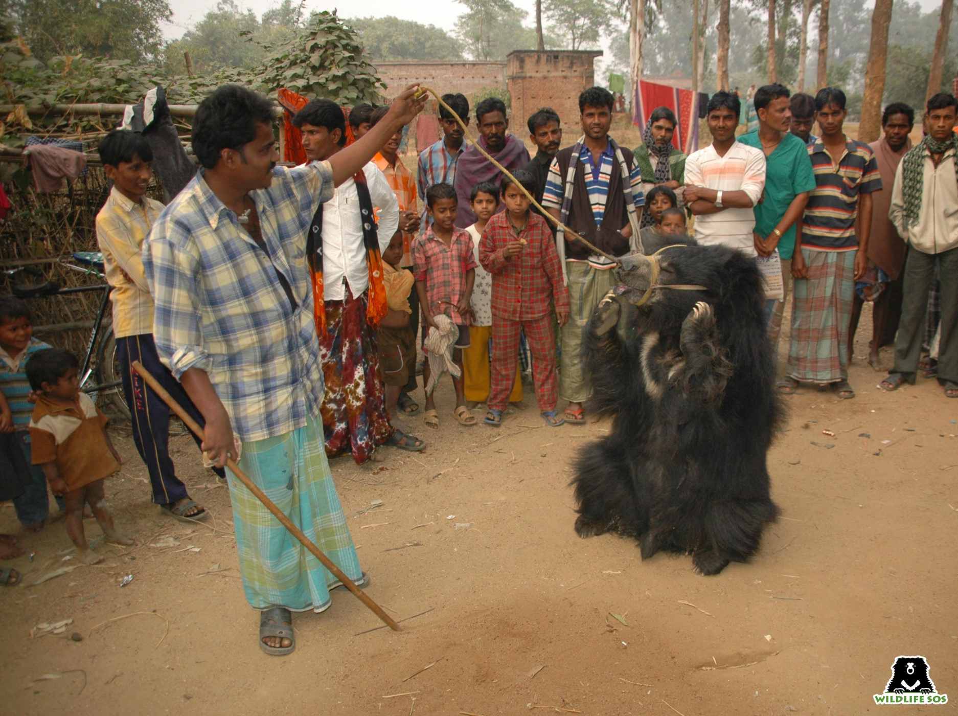 dancing bear