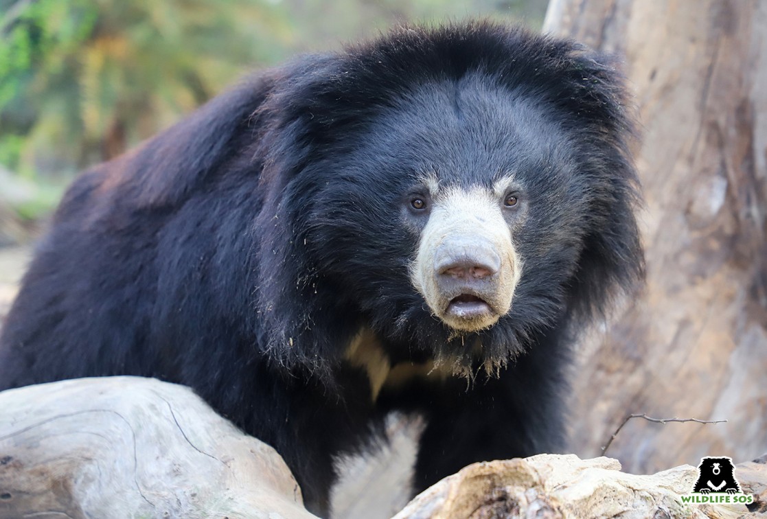 dancing bears