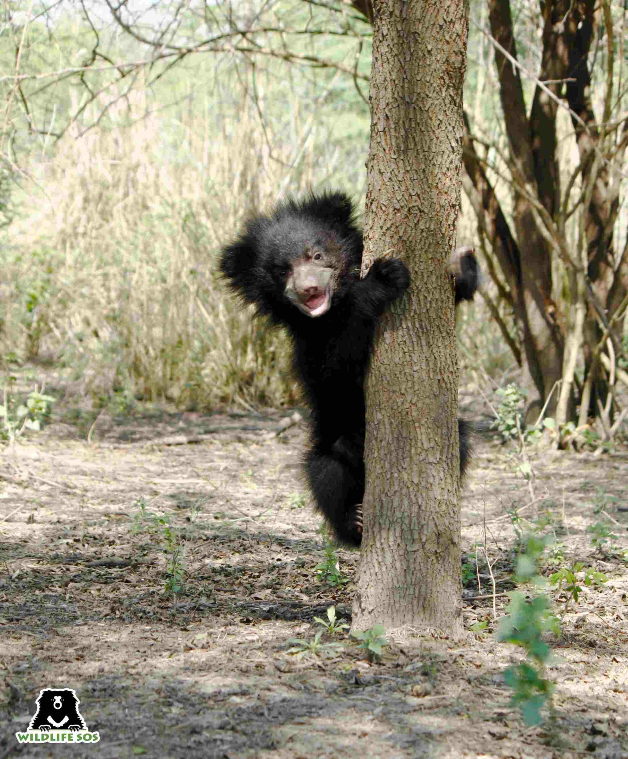 dancing bears