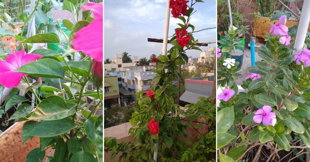 Chennai resident terrace garden