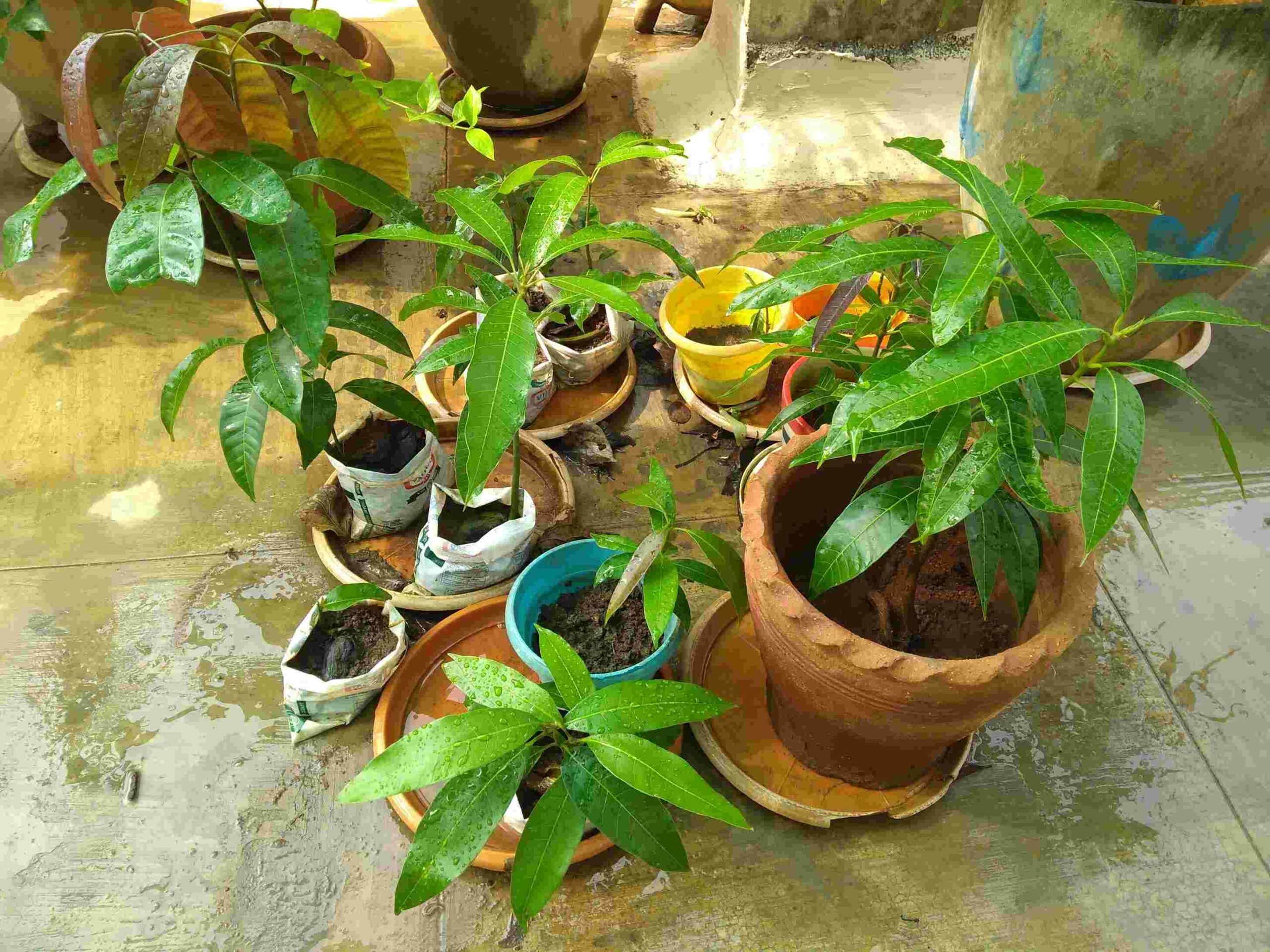 Potted Mango Trees