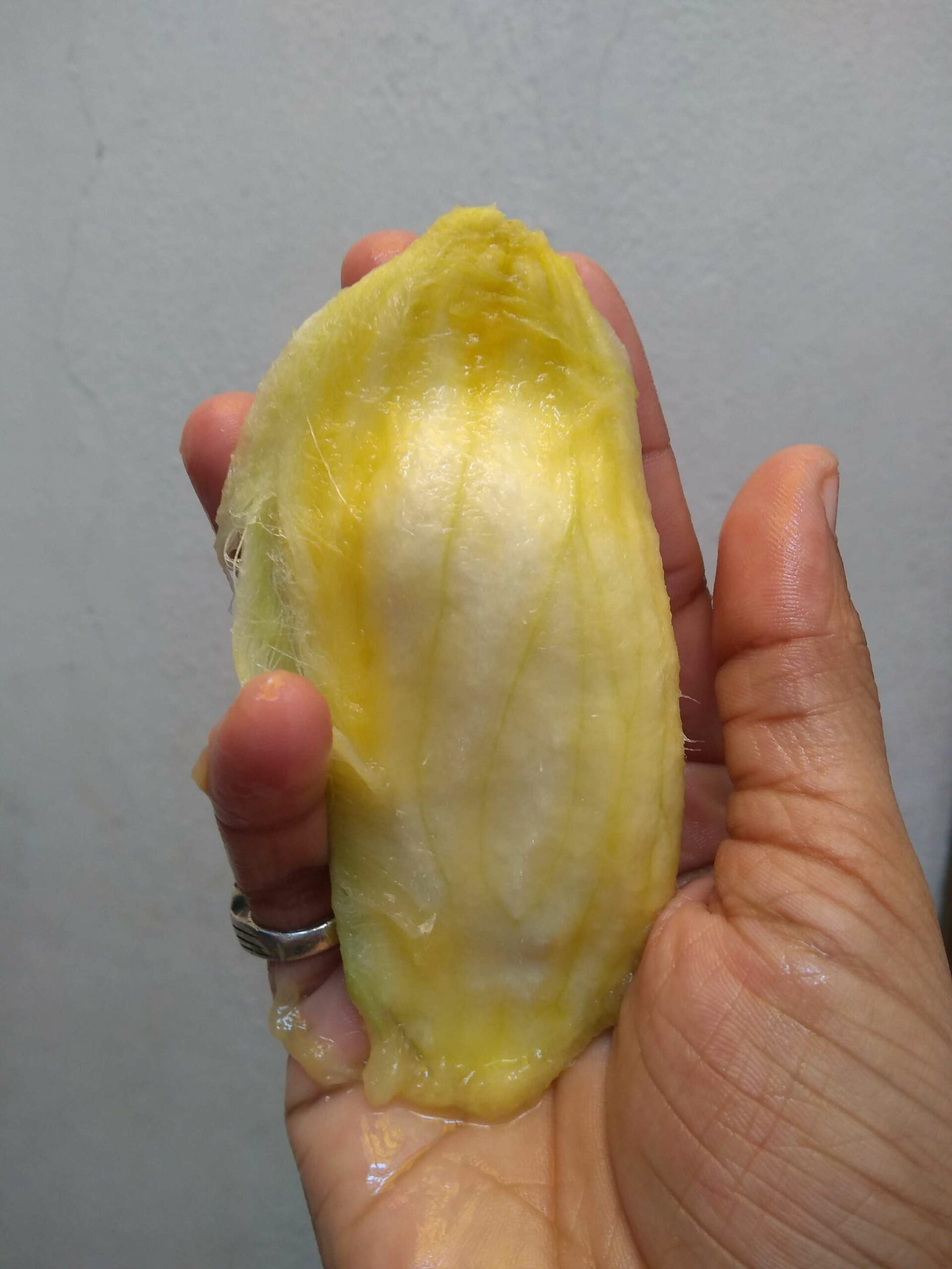 mango seed