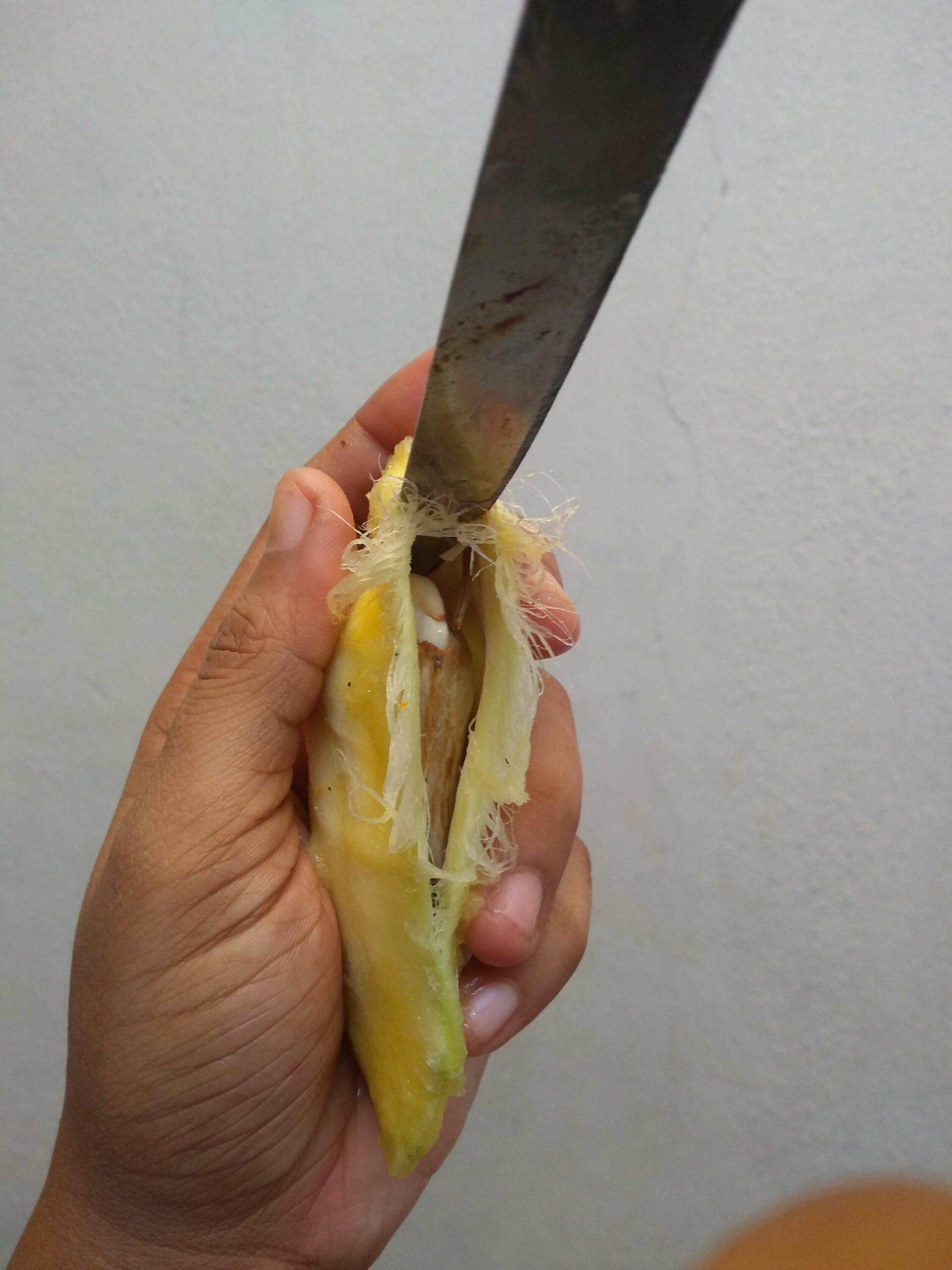 mango seed