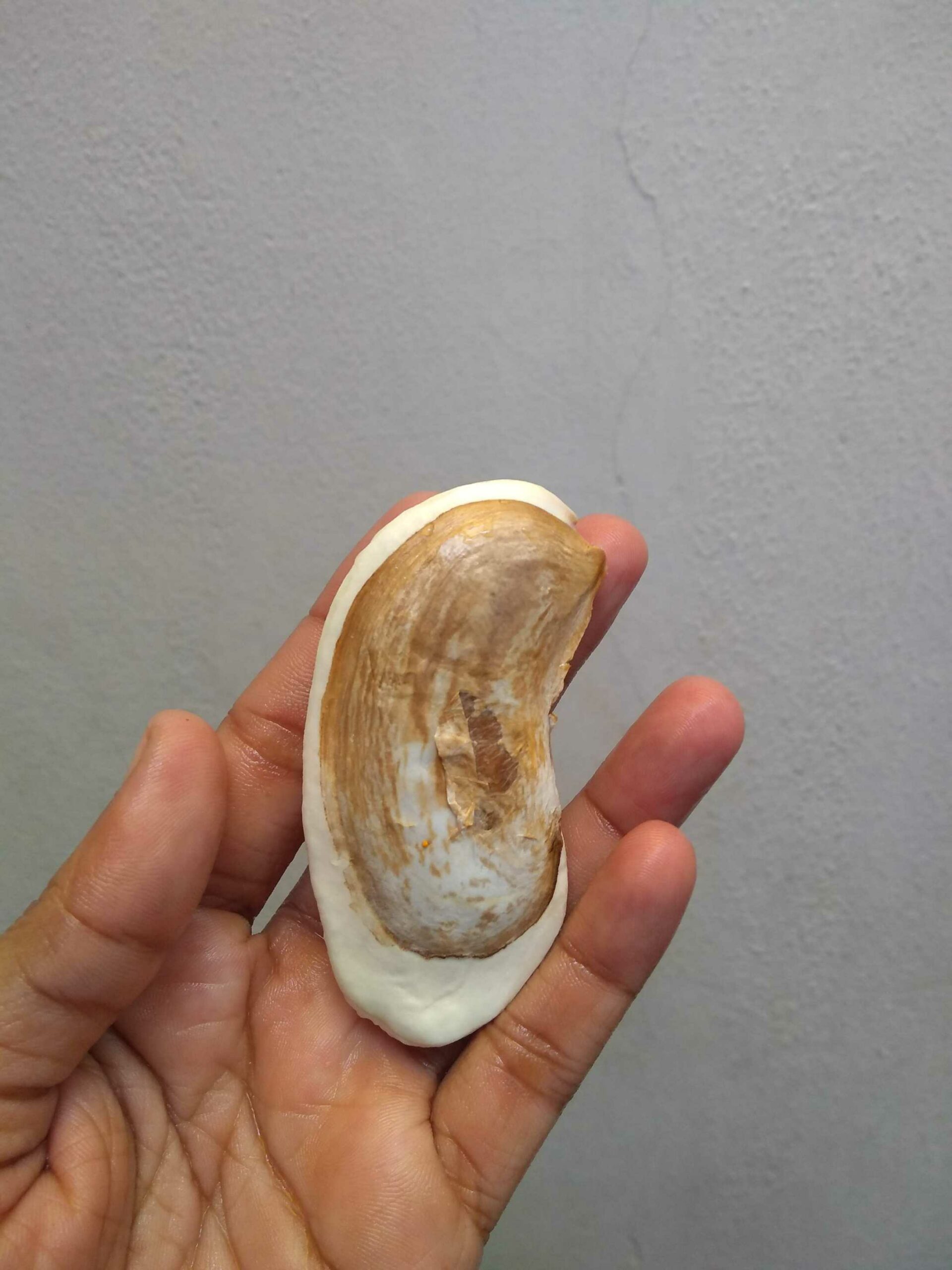 mango seed