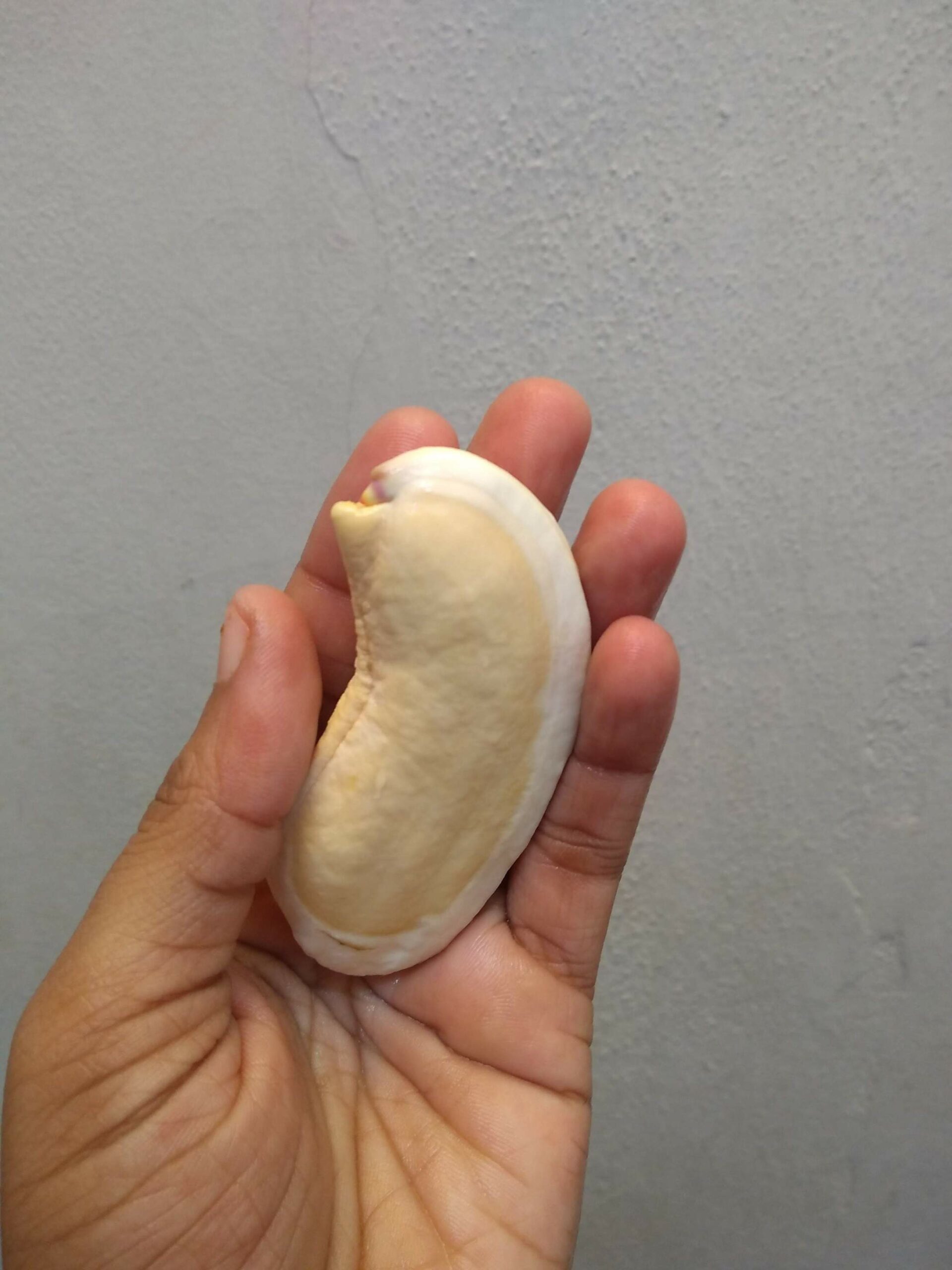 mango seed