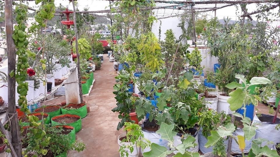 Chennai French teacher grows 400 plants on terrace