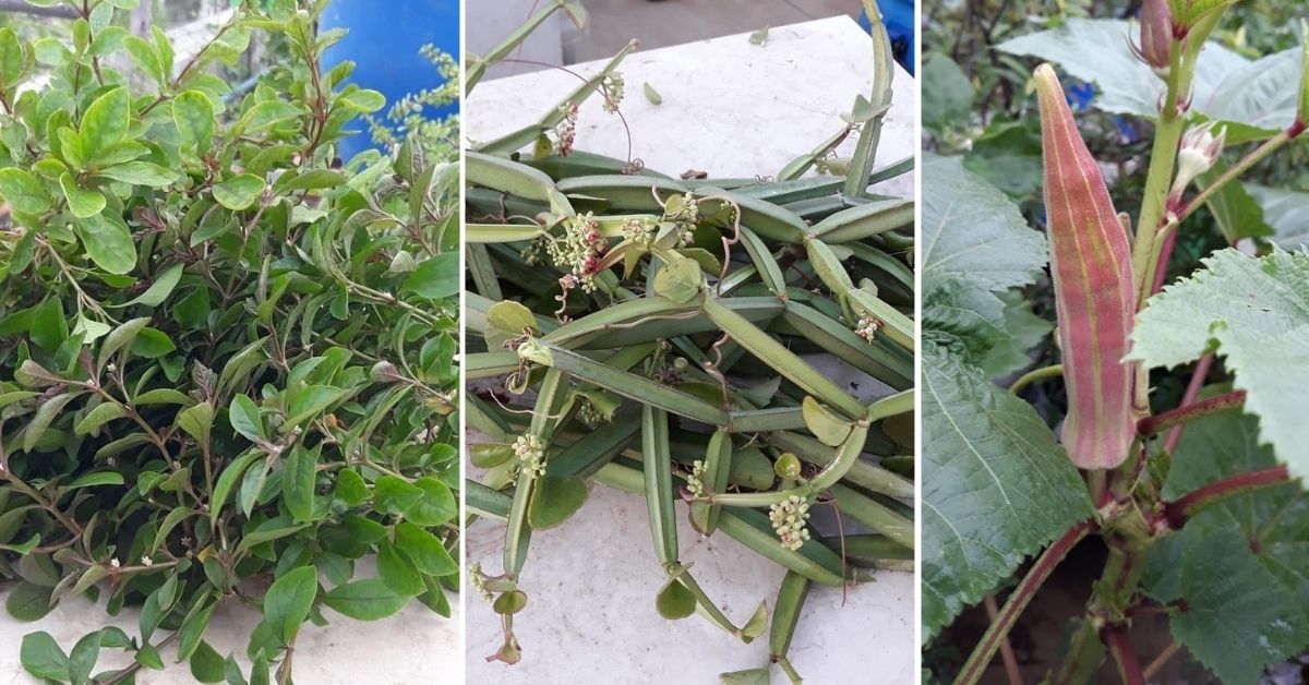 Chennai French teacher grows 400 plants on terrace