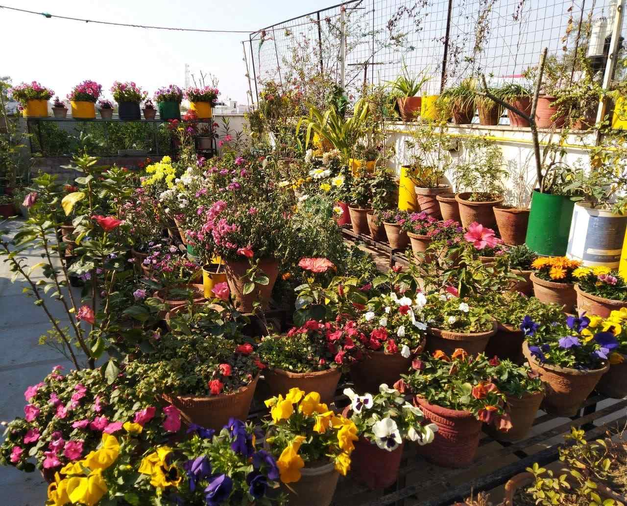 Growing fruits and veggies in recycled containers