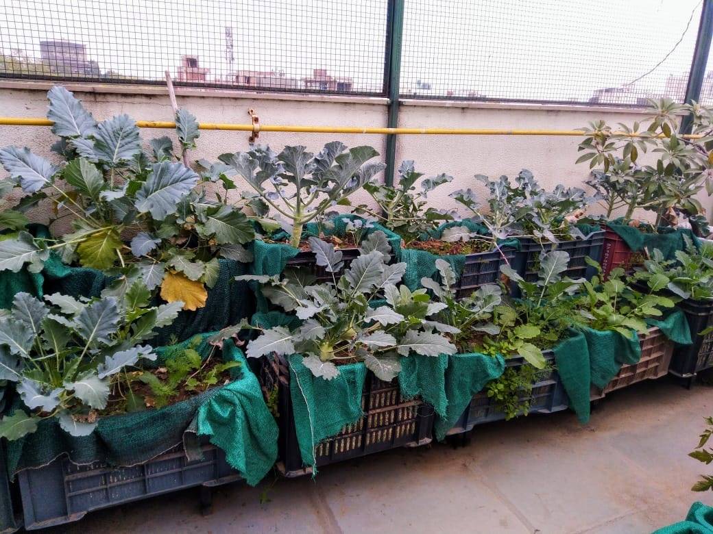 Growing fruits and veggies in recycled containers