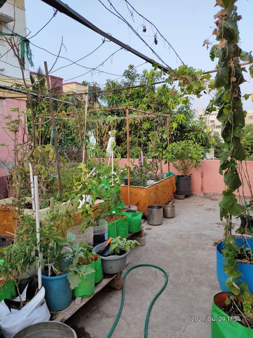 Chennai resident terrace garden