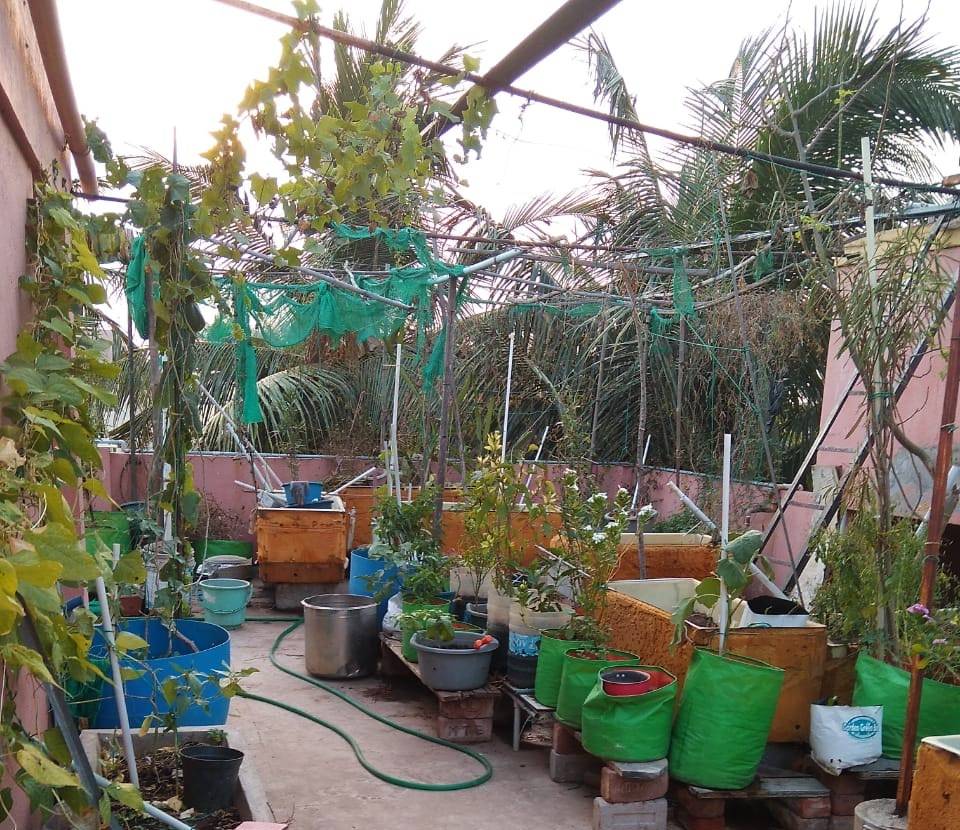 Chennai resident terrace garden