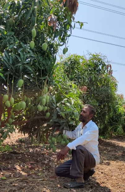 New Trend In Mango Farming Helps Maha Farmer Reap Profits Worth Rs 6 Lakhs Per Acre Pinoy 5319