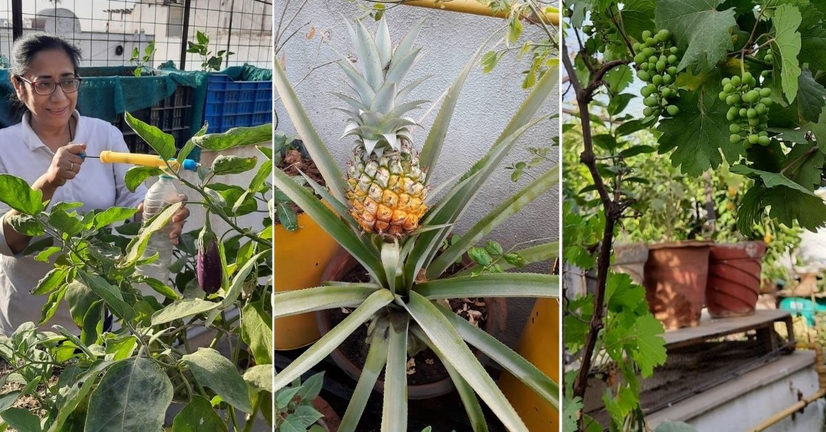 Growing fruits and veggies in recycled containers