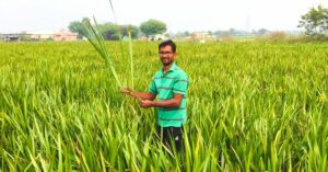 Telangana Engineer 1st In State To Win ICAR Award, Grows 26 Types of Organic Paddy
