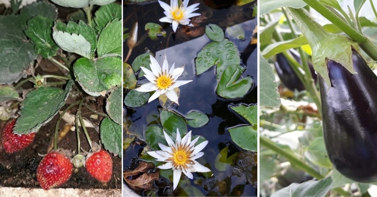 Chennai French teacher grows 400 plants on terrace