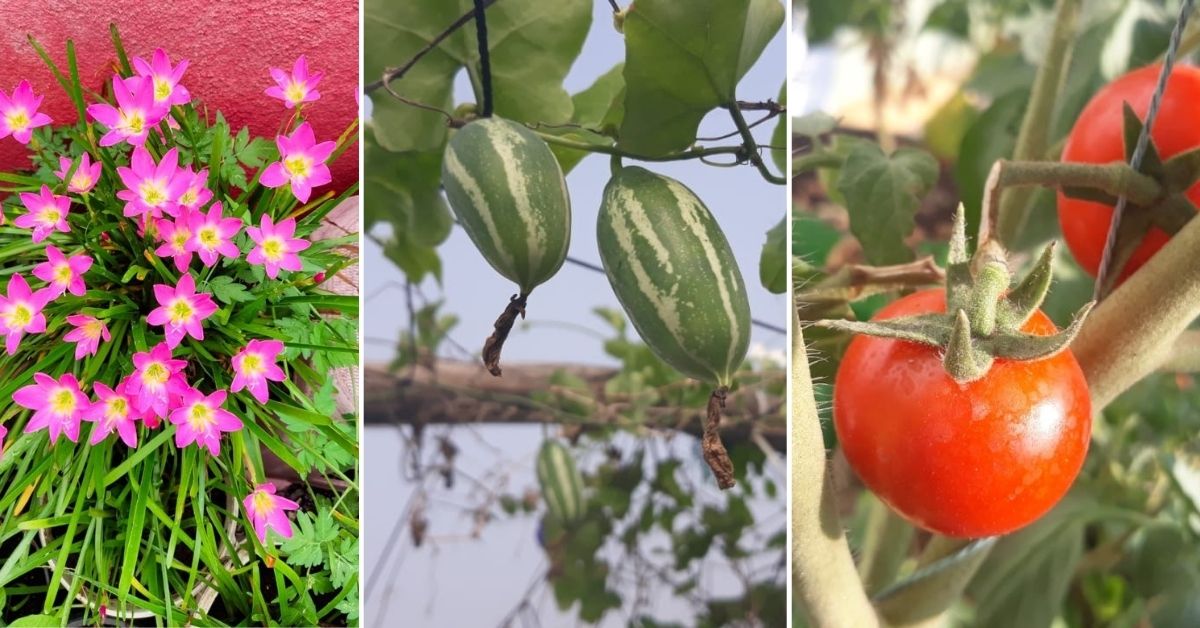 Chennai French teacher grows 400 plants on terrace