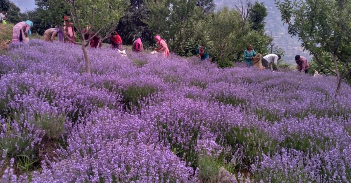 Pioneering Kashmiri Farmer Helps 500 More Earn Rs 3 Lakhs per Hectare From Lavender