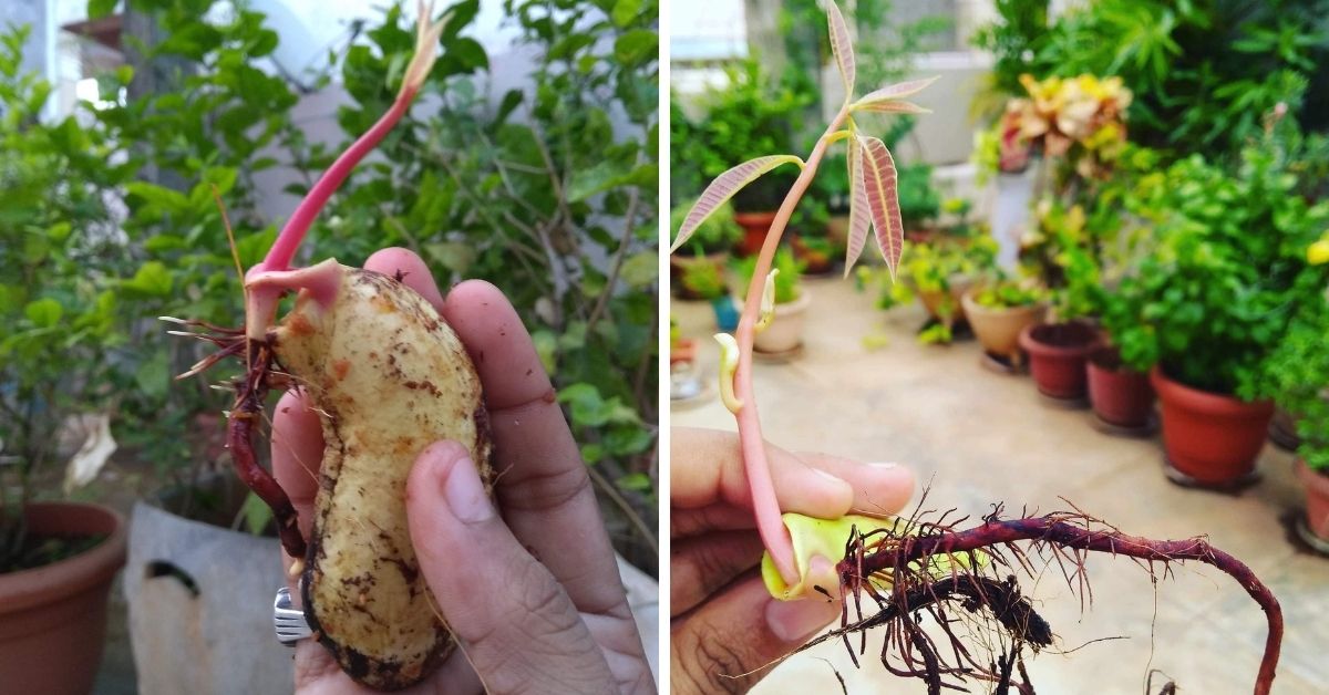 how to plant a mango seed