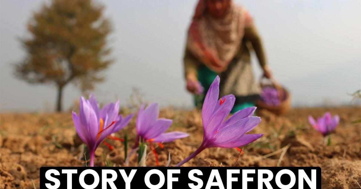 Kashmir saffron history