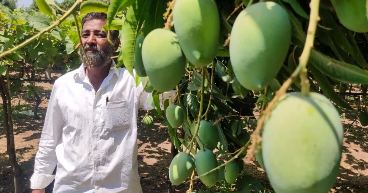 New Trend In Mango Farming Helps Maha Farmer Reap Profits Worth Rs 6 Lakhs per Acre