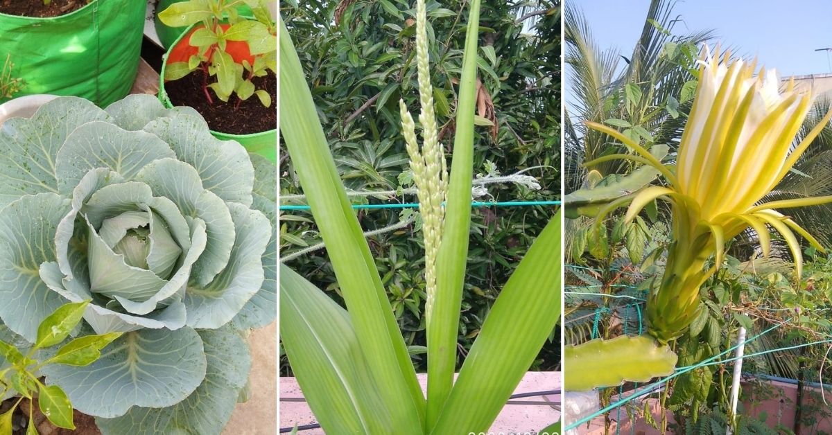 Chennai resident terrace garden