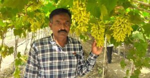 Maharashtra Grape Farmer's Accidental Discovery Earns Him Rs 125 a Kilo!