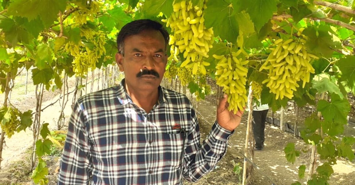 Maharashtra Grape Farmer’s Accidental Discovery Earns Him Rs 125 a Kilo!