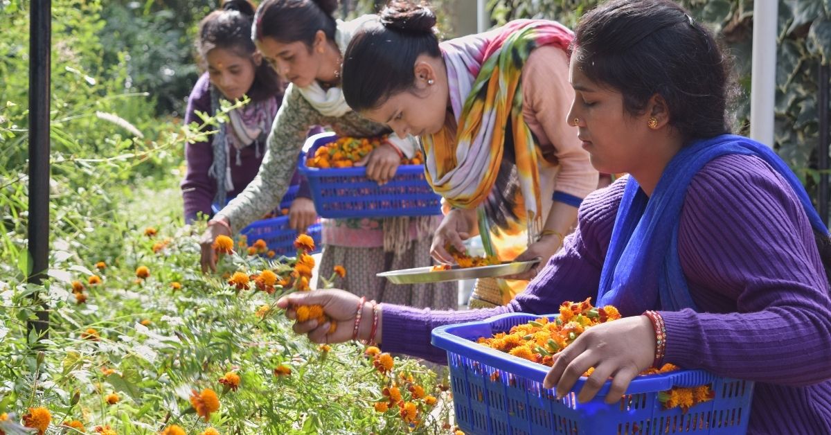 organic farms india 