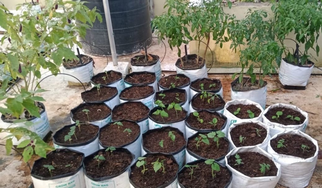 farming in grow bags without soil