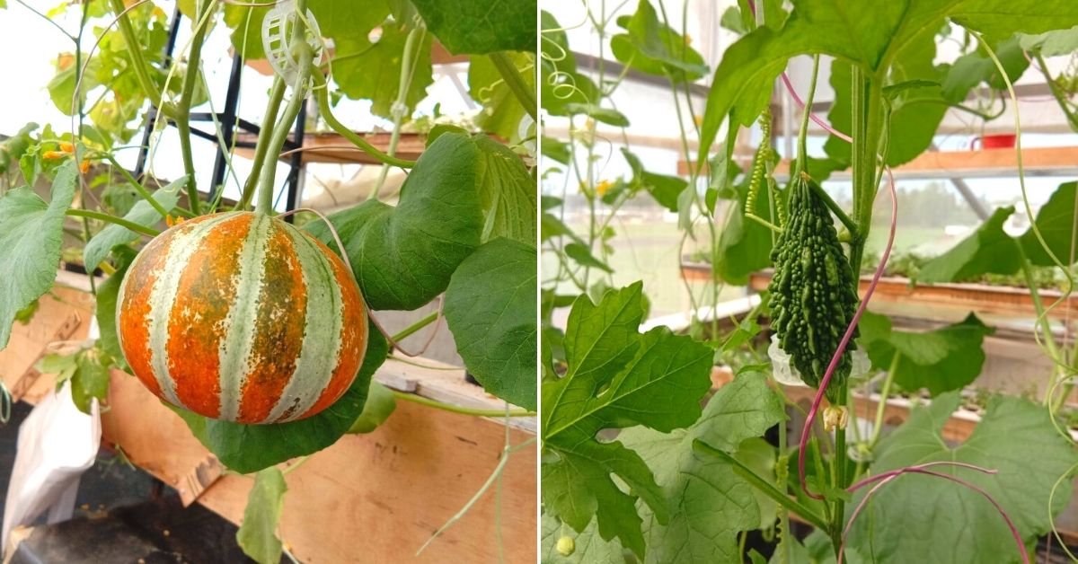 iit alumni startup's half-acre hydroponics, soilless farm grows 7,000 kg produce