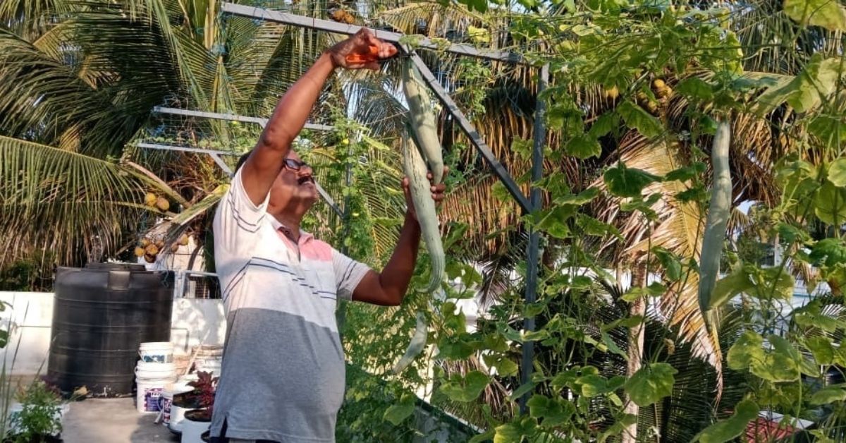 farming in grow bags without soil