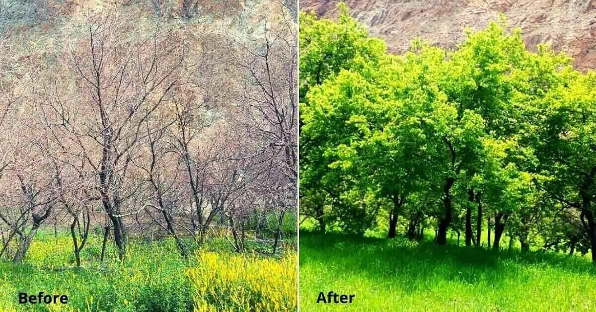 After Moths Ruined Apricots Worth Rs 2.3 Cr, Ladakhis Saved The Trees in Just 2 Years