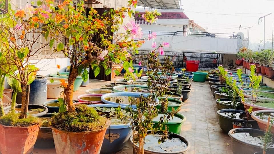 engineer grows aquatic plants on terrace