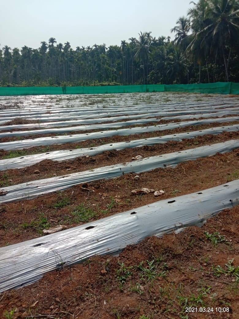 Kerala teacher growing organic watermelons 