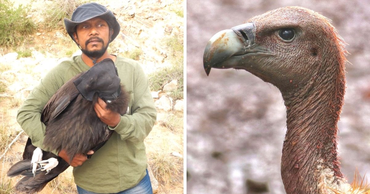 From 22 Birds To 347, How This Man Saved Maharashtra’s Vultures From Extinction