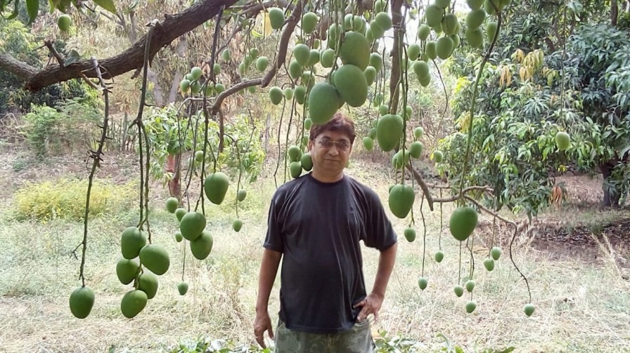 mango farm