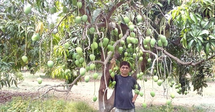 Gujarati Farmer Revives 125-YO ‘Senile’ Trees To Harvest 2.3 Lakh Kgs Mangoes Annually