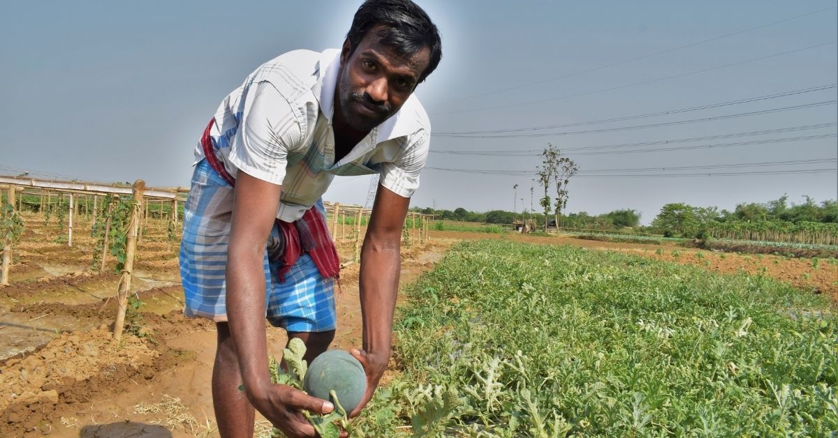 WB Villages Save Up To 60% Water By Growing Watermelons Using This Novel Method