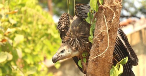 From 22 Birds To 347, How This Man Saved Maharashtra's Vultures From ...