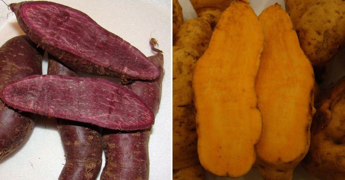 purple and orange variety of sweet potatoes