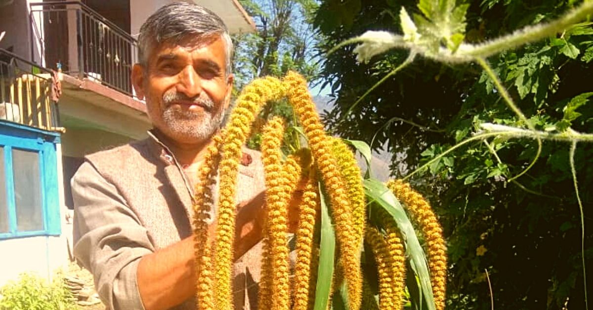 Himachal Farmer Revives Ancient Crop System That Saves 50% Water, Has 0 Input Costs