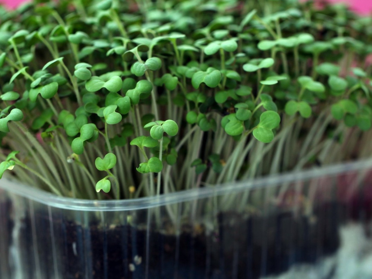 how to grow microgreens in milk packets 
